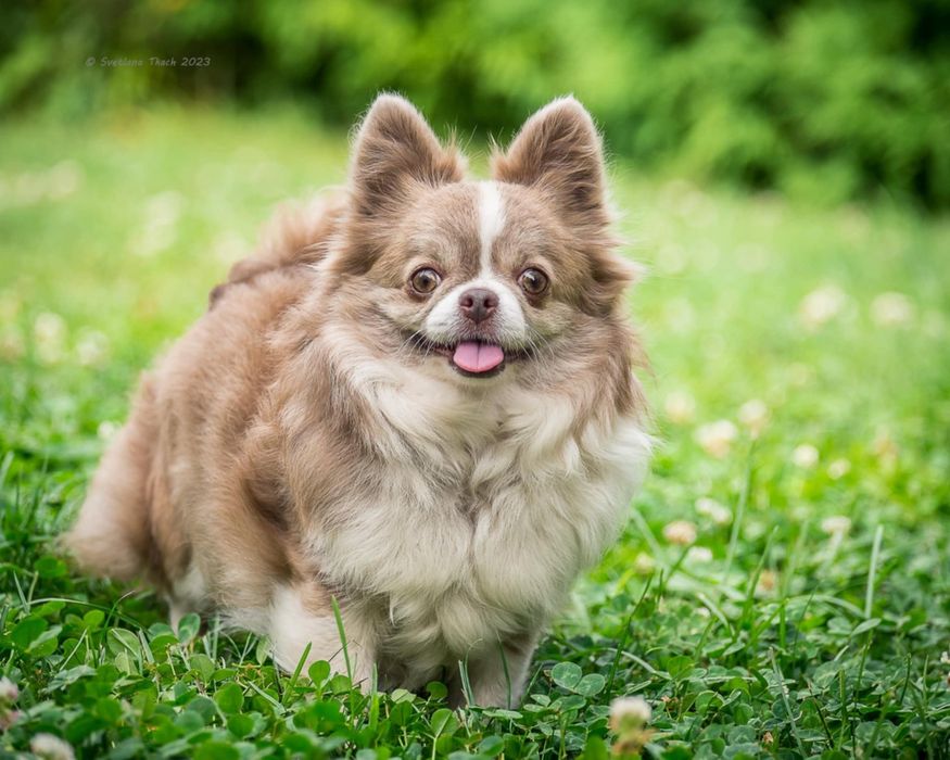 Дівчинка чихуахуа