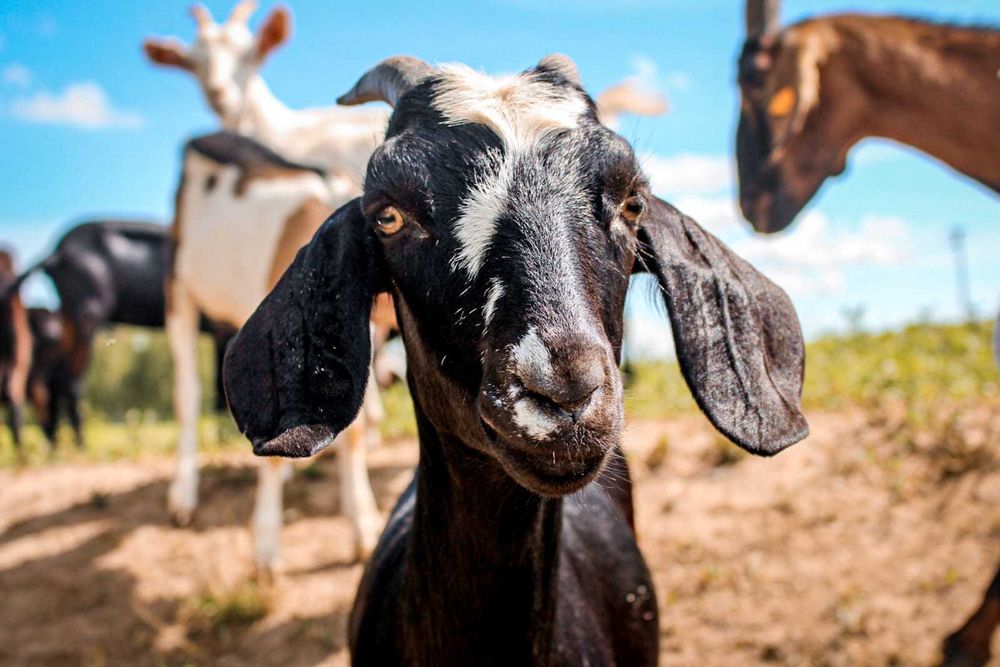 STADO kóz na sprzedaż