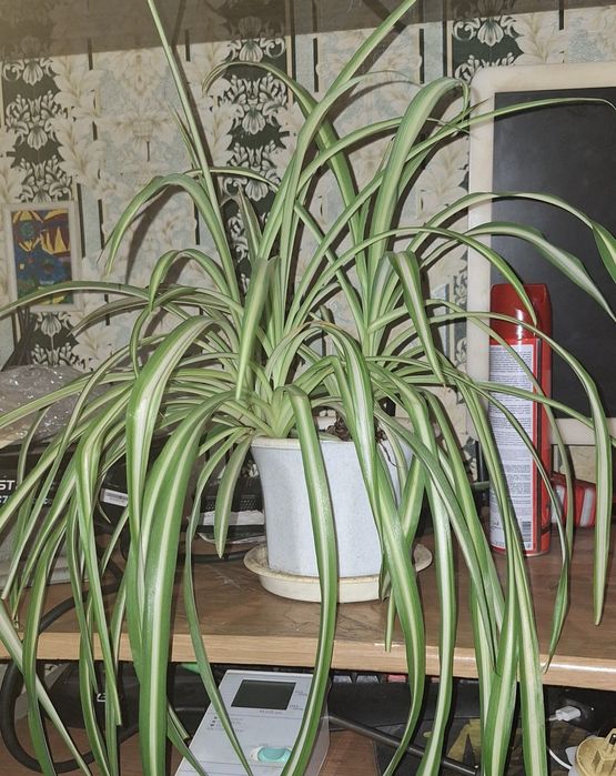 кімнатні рослини, квіти / цветы