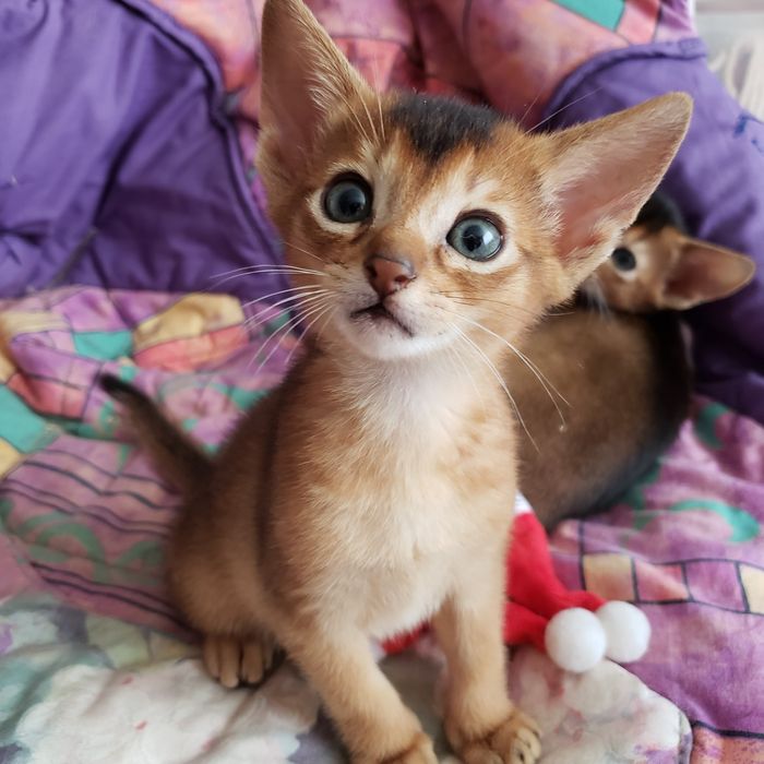 Абиссинские котята, мальчик и девочки. Разный окрас с документами.