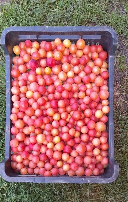 Mirabelka czerwona świeża 12kg