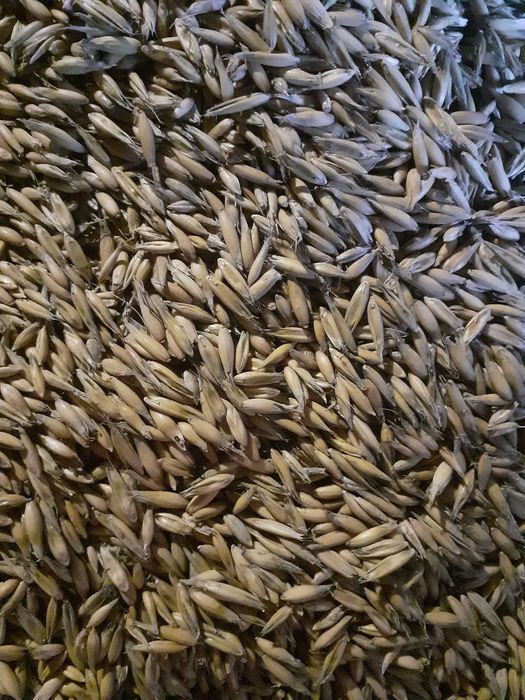 Zboże owies paszowy