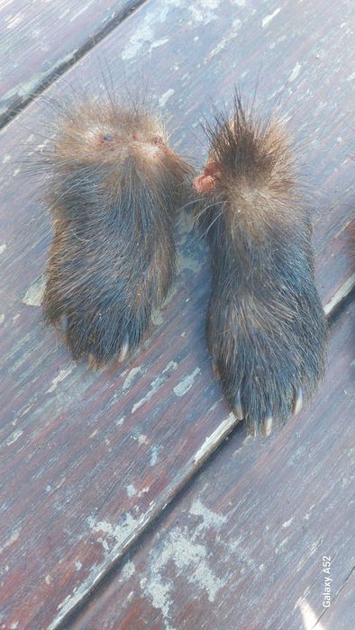 Продам кігті  когті лапки борсука _ барсука .