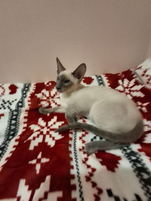 Орієнтальний   котик  блю поинт