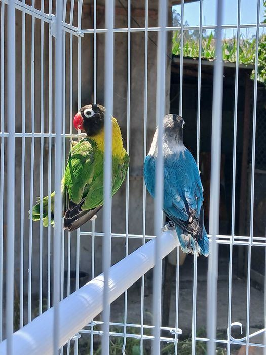 Aves agaponis persunatas