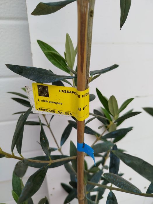Oliveiras Galegas em vaso