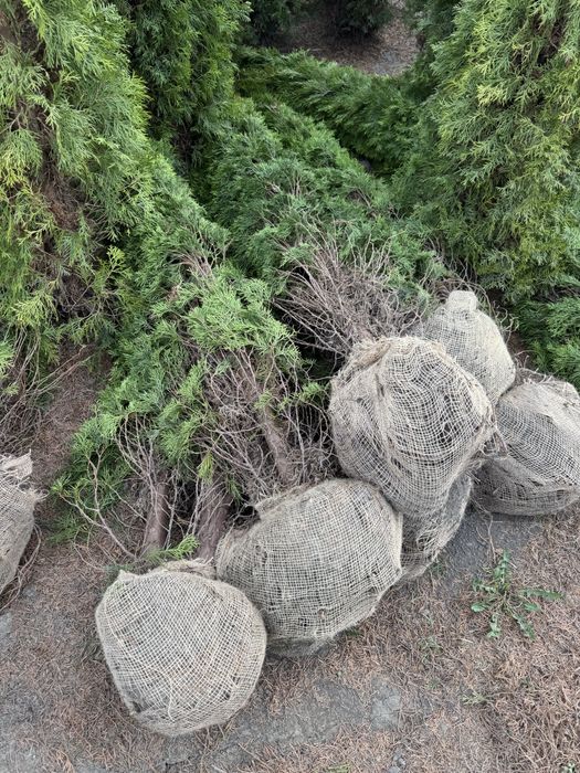 Thuja Smaragd Tuja Szmaragd stożkowa 220-260 cm na żywopłot Tanio
