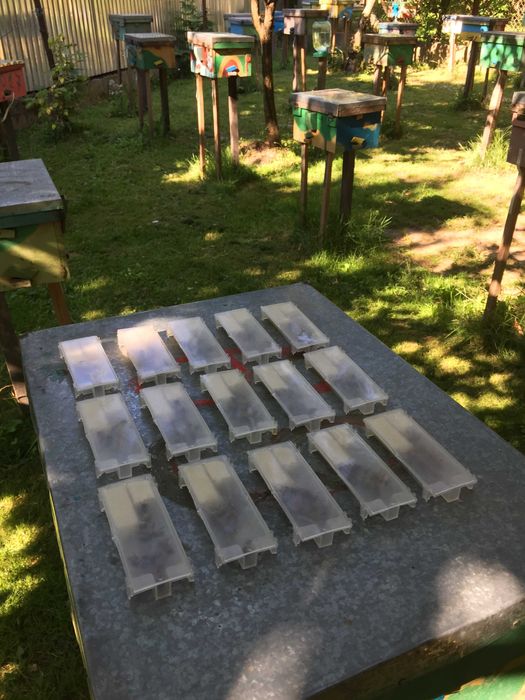 Бджоломатки КАРНИКА Плідні матки 2025 року Пчеломатки Бджолині матки