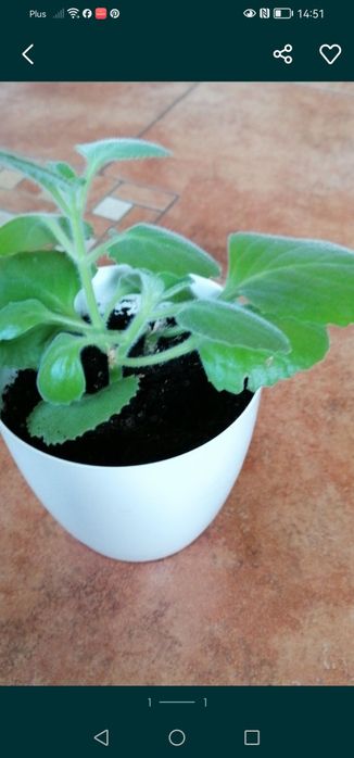 Mięta meksykańska domowa 5 sadzonek