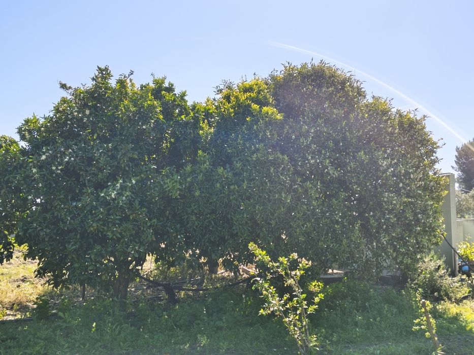 Limpeza de terrenos