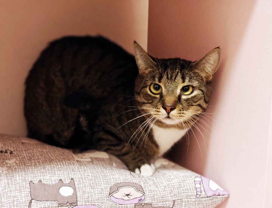 Котик Кузя в гарну родину.1 рік.Стерилізований.Кіт.Коти