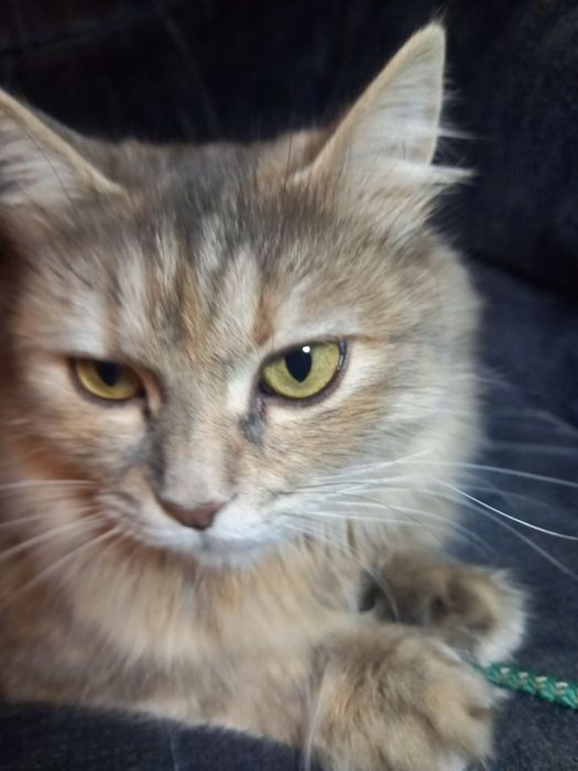 Красивая ласковая кошка.