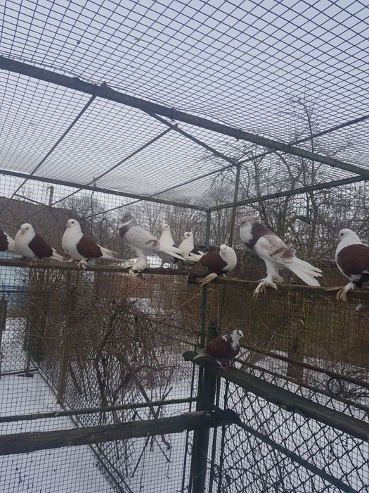 Птиця різна і клітки.