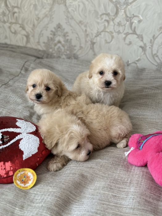 Чудовий подарунок на 8 березня Мальтипу