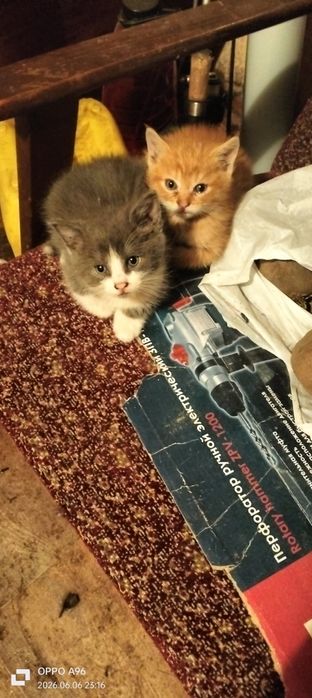 Віддам в добрі руки кошенят