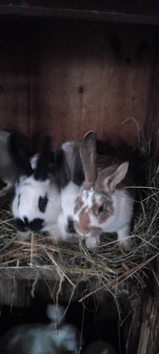 Sprzedam króliki samce