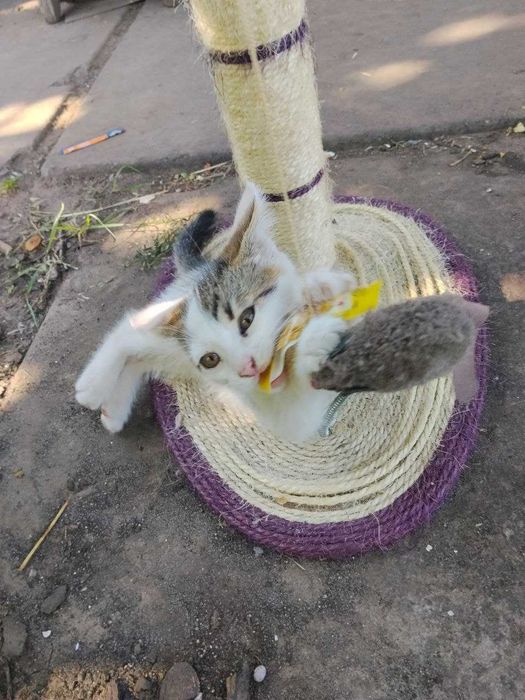 Котик 4 месяца ищет семью