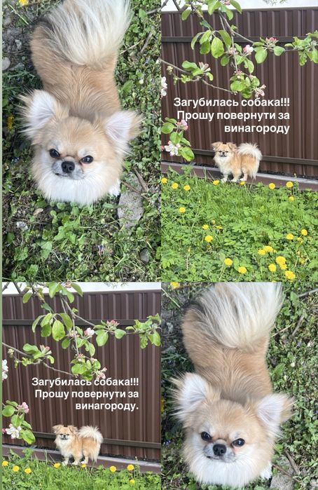 Загубилась собака