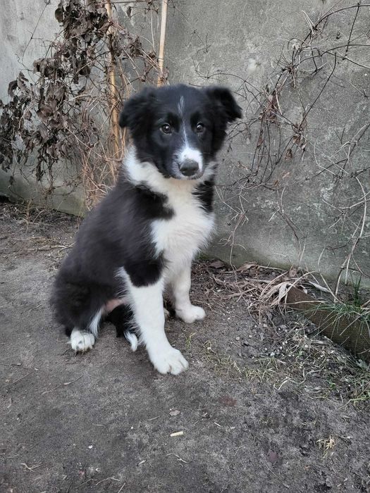 Suczka Border Collie czarno-biała