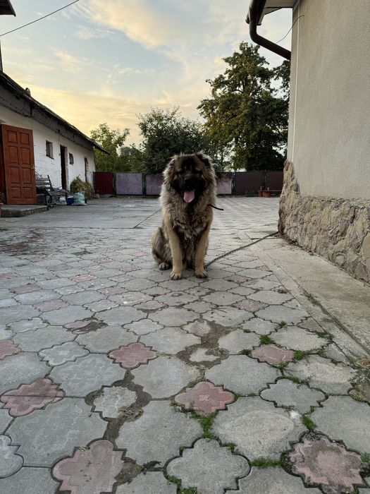 Вязка, кавказька вівчарка