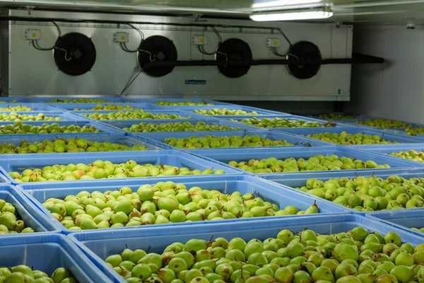 Холодильна камера для фруктів: яблука, груші, сливи ЖИТОМИР