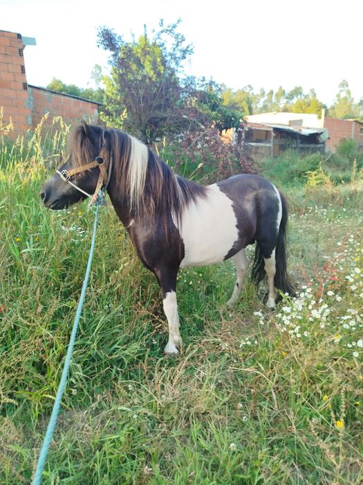 Vendo ponei macho
