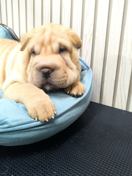 Shar pei macho diluido