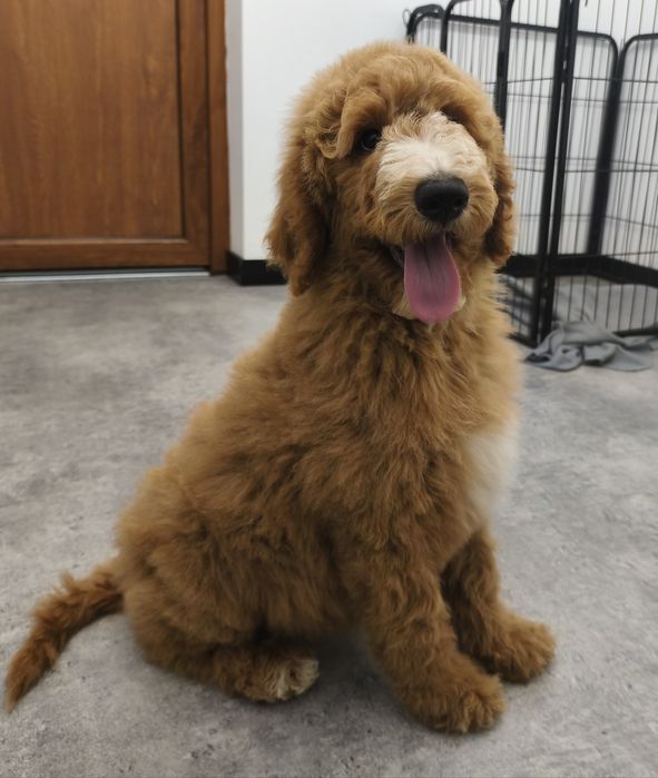 Urocza suczka pudel standart Giant.duży pudel.