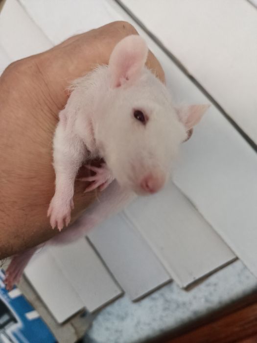 Щурик сфінкс криска