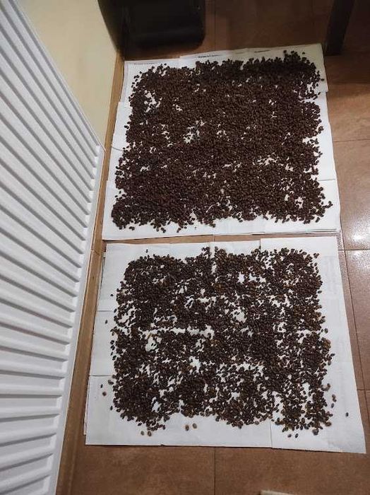 КОКОНИруфиКОРНУТИ осмії  опт від 1000 шт