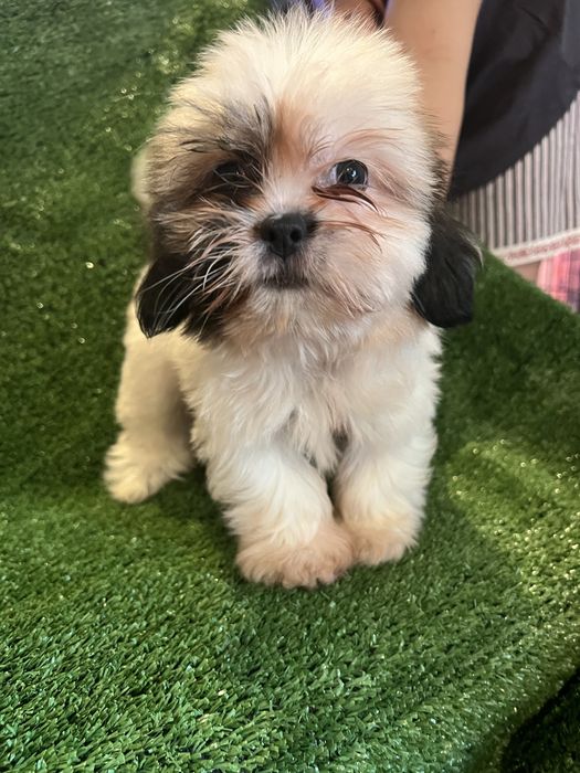 Shi-tzu.excelemte femea mni