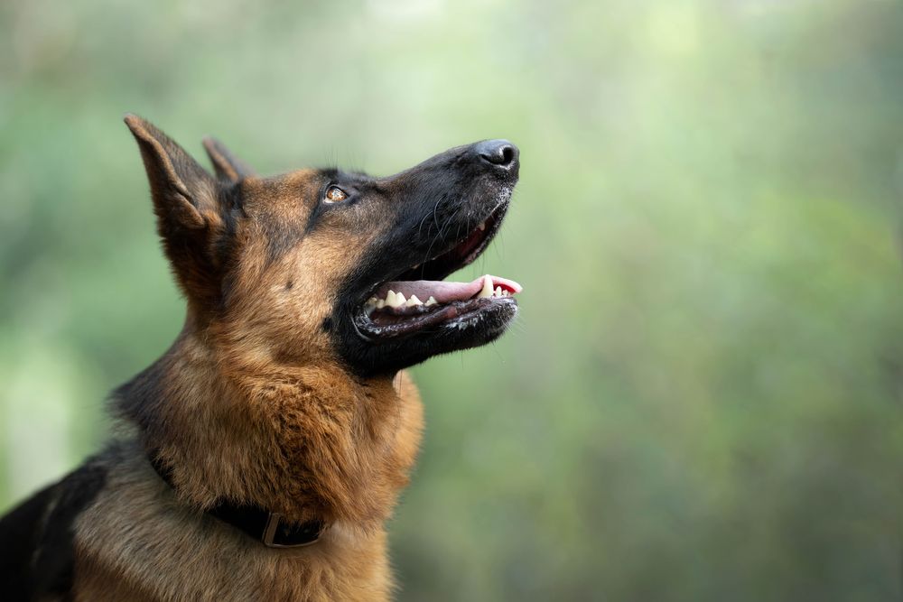 Thorgal- pies do adopcji