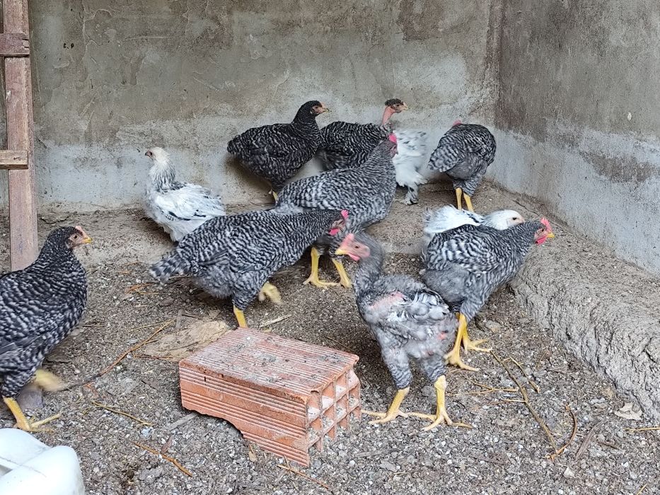 Frangos de galinha  pedres portuguesa