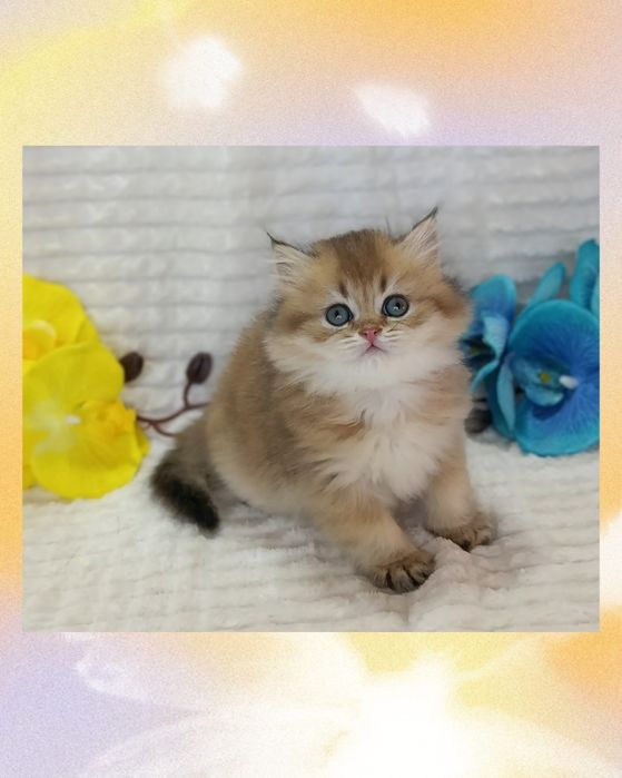 Шикарний пухнастий красунчик Золота Шиншила британчик