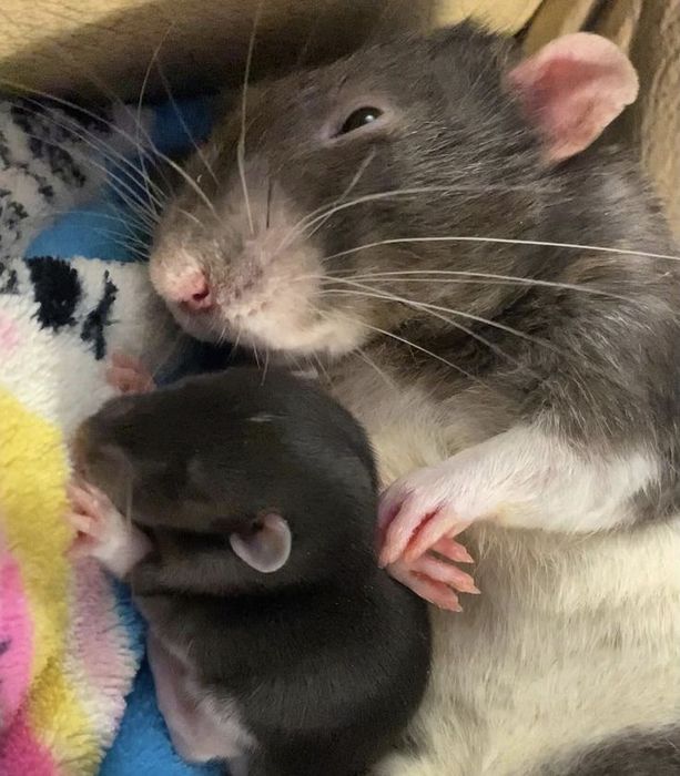 Криски дамбо,щурики дамбо,криса щурик дамбо домашнього розводу