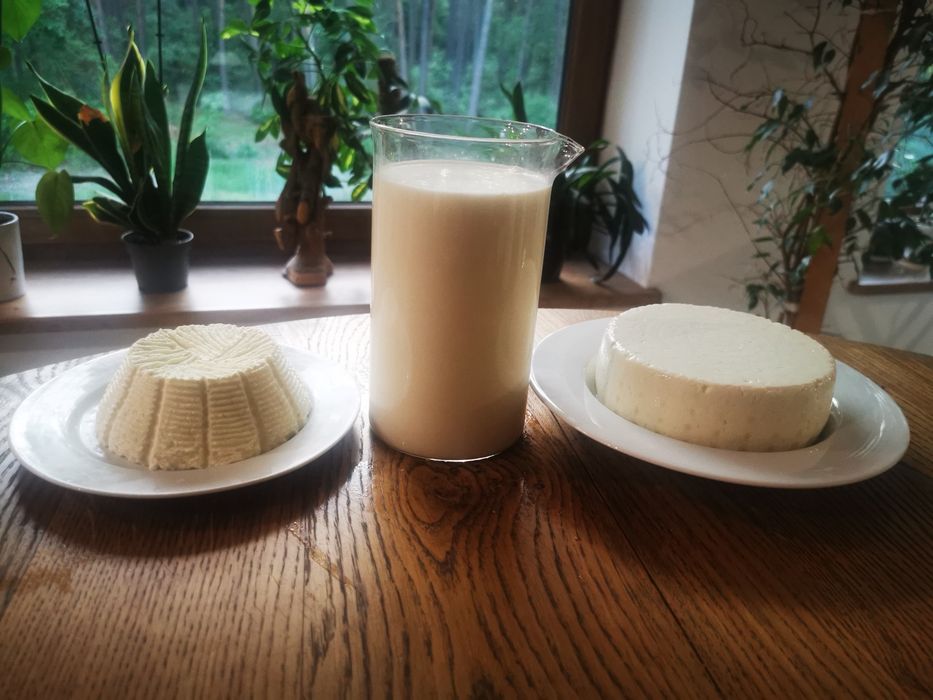 Sprzedam ekologiczne mleko kozie od kóz anglonubijskich
