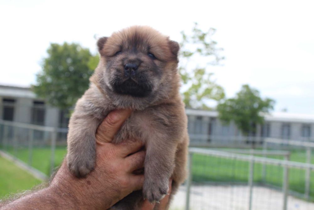 Cachorro Chow-Chow com LOP