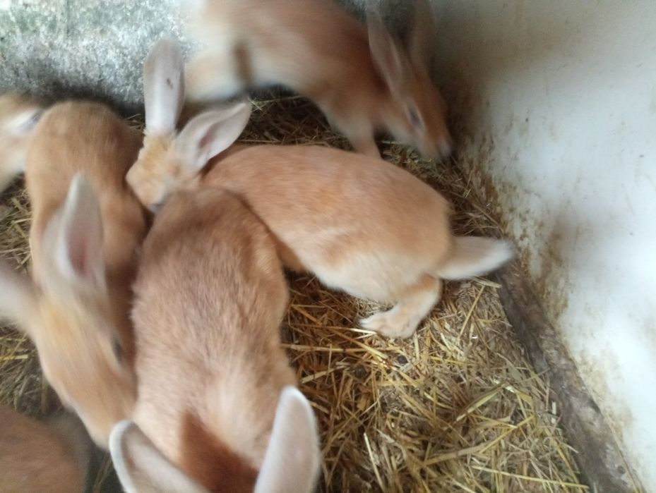 Coelhos (machos e fêmeas) com cerca de 3 meses