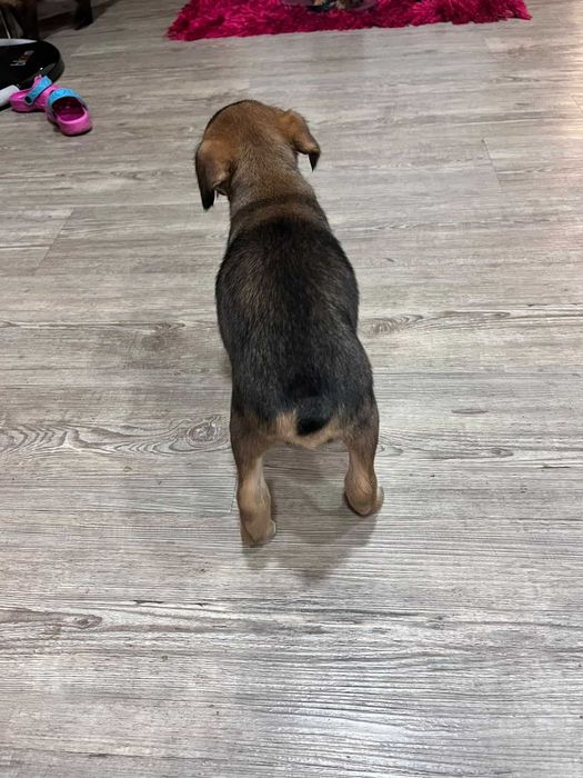 Cadela para adoção
