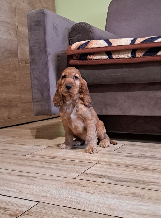 Cocker spaniel angielski piesk