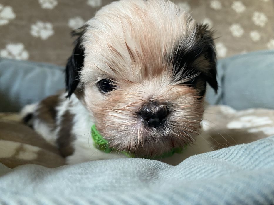 Szczeniaczek shih-tzu Sonik