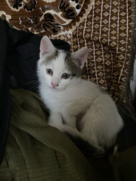 Котенятко - кішка
