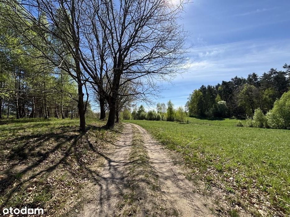 Działki budowlane przy ścianie lasu - Widok 4