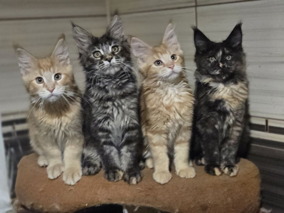 Яркие котята мейн-кун, доставка в ваш город