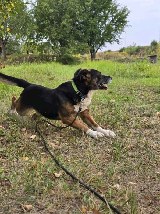 Psiaczek ok.8 letni,grzeczny,dobry do adopcji.