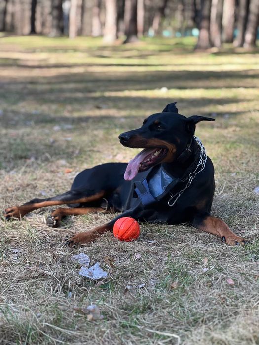 Предлагается доберман для вязки