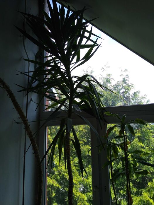 Juka kwiat duże drzewo do biura XXL gigant