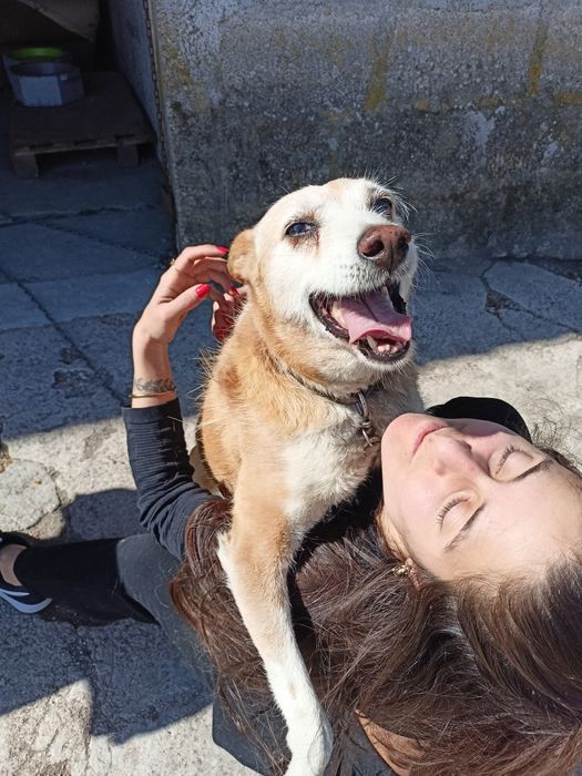 Cão meigo para adoção