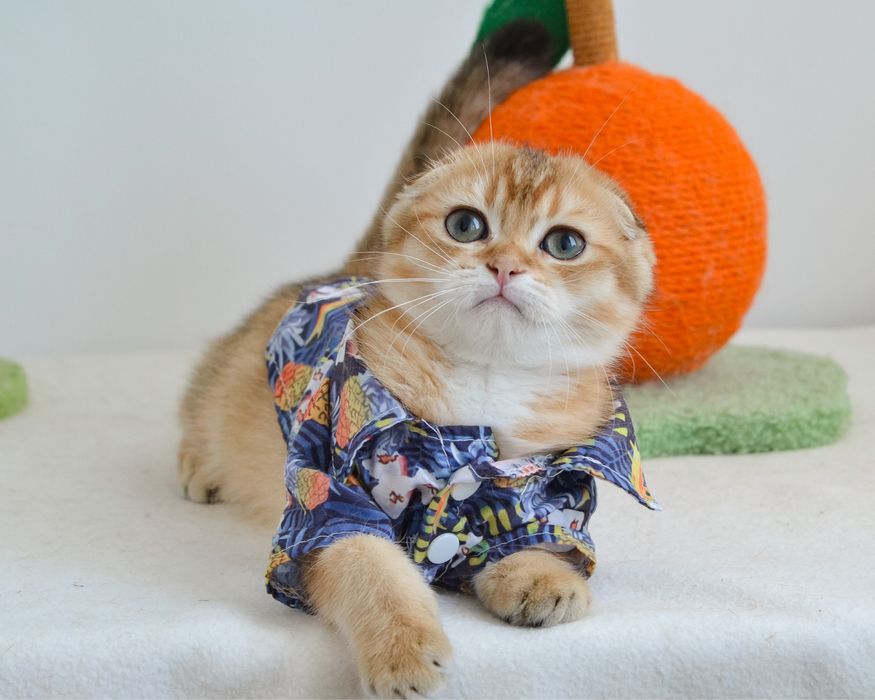 Золотий висловушка