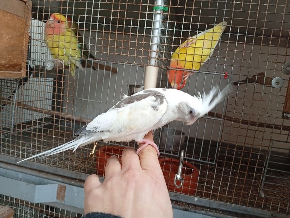 Caturra criada á mão